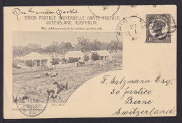 1 1/2 P. Bild Ganzsache "Tiere Auf Weide" - Gebraucht 1899 Ab Brisbane - Storia Postale
