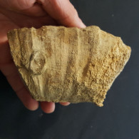 #MESOPHYLLUM MAXIMUM MAXIMUM Fossile, Koral, Devon (Deutschland) - Fossili