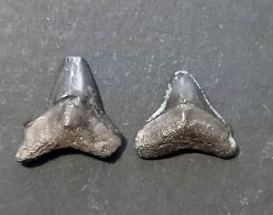 #IND02 CARCHARHINUS Sp. Fossil Haifischzahn Pliozän (Indonesien) - Fossili