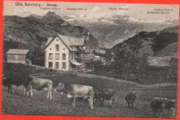 STOOS Ob Morschach, Villa Balmberg, Stier Mit Kühen, Stempel Villa Balmberg - Morschach