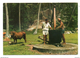 Seychelles 008, Photo Eden, Traditional Bullock-powered Coconut Oil Mil - Seychelles