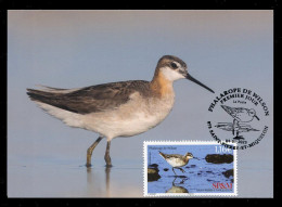 SAINT PIERRE ET MIQUELON (2023) Carte Maximum Card - Phalarope De Wilson, Phalaropus Tricolor, Bird, Oiseau, Wader - Cartes-maximum