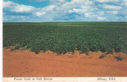 Albany - A Potato Field In Full Bloom - Posted 1973 - Altri & Non Classificati