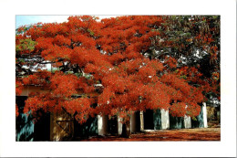 4-3-2024 (2 Y 8) Sénégal - Le Sang Du Flamboyant (tree) - Arbres