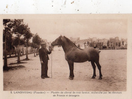 LANDIVISIAU MODELE DE CHEVAL DE TRAIT BRETON RECHERCHE PAR LES ELEVEURS DE FRANCE ET ETRANGERS - Landivisiau