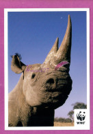 Animaux Animal - Un RHINOCEROS Afrique Sud De L'Asie  Carte WWF  - Rhinoceros