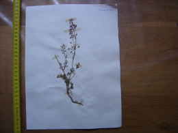 Annees 50 PLANCHE D'HERBIER Du Gard Herbarium Planche Naturelle 51 - Arte Popolare