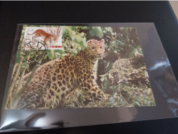 Macau: Leopard, Cat, Protected Species,  Maximum Card - Cartoline Maximum