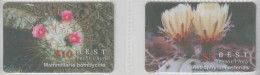 ISRAEL FLOWER CACTUS 2 CARDS - Fleurs