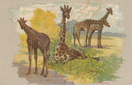 CPA (  Animaux) GIRAFES  (illustrateur Simonetti) (b.bur Theme) - Girafes
