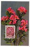 FLEUR + RHODODENDRON  = AUTRICHE 1955 = CARTE MAXIMUM + N° Yvert 727 - Maximumkarten (MC)