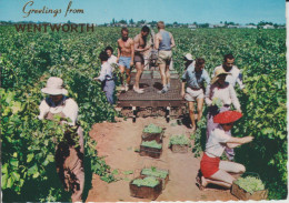 (AUS45) GRAPE PICKERS IN THE SUNRAYSIA DISTRICT. YOUNG BOYS ... UNUSED - Autres & Non Classés