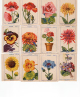 12 X Chromos Série Complète Les Fleurs .Bien 75 X 50 Mm Pub: Joseph Milliat - Andere & Zonder Classificatie