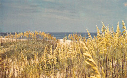 Sea Oats, Outer Banks Of North Carolina - Autres & Non Classés