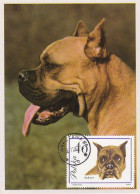 Carte Maximum Pologne Poland Chien Dog 1234 Boxer - Maximum Cards