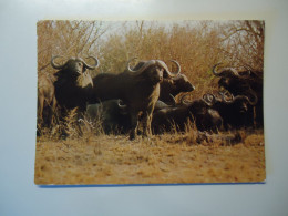 SOUTH AFRICA    USED    POSTCARDS  1981   BUFFALO   ANIMALS  2  STAMPS   CACTUS  2 SCAN - Stiere