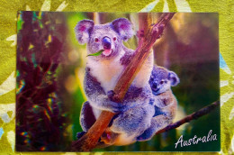 KOALAS In Eucalypt Trees In 3D - Australia - Brisbane