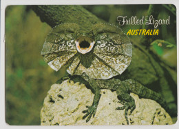 Australia QUEENSLAND QLD Frilled Lizard CARDWELL ZOO Murray Views W551 Postcard C1980s 37c Stamp - Far North Queensland