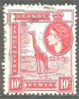 554 Kenya Uganda Tanganyika Girafe Giraffe Jirafa (KUT-72) - Kenya, Ouganda & Tanganyika