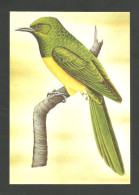 Oiseau Coucou Foliotocol Entier Postal Sao Tome Et Principe 1983 African Emerald Cuckoo Bird Stationery St Thomas - Cuckoos & Turacos