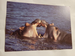 2 Nilpferde - Hippopotamuses