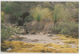 Australia TASMANIA TAS Grass Trees FLINDERS ISLAND Quillpower FIP2-00 Postcard C1980s - Otros & Sin Clasificación