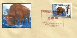 Le Bison & L'Australopithèque,sur Lettre De Cienfuegos (Cuba) - Koeien
