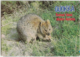 WESTERN AUSTRALIA WA Quokka ROTTNEST ISLAND Murray Views W12A Postcard C1980s - Sonstige & Ohne Zuordnung