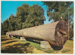 WESTERN AUSTRALIA WA Giant Karri Log Kings Park PERTH Murfett Postcard 1967 Pmk 13c Bird Stamp - Perth