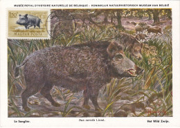 Carte Maximum Hongrie Hungary Sanglier Wild Boar Pa144 - Maximum Cards & Covers