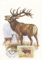 Carte Maximum Hongrie Hungary Chasse Hunting Cerf Deer 1696 - Cartes-maximum (CM)