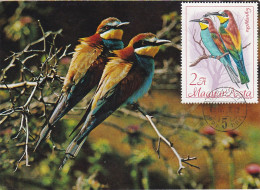 Carte Maximum Hongrie Hungary Oiseau Bird Guépier Bee-eater 1962 - Maximum Cards & Covers