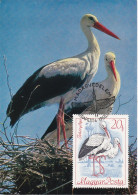 Carte Maximum Hongrie Hungary Oiseau Bird Cigogne Stork 1956 - Cartes-maximum (CM)