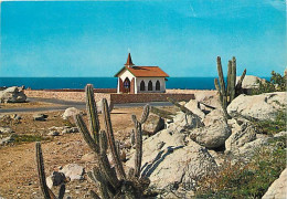 Fleurs - Plantes - Cactus - Antilles - Aruba - Pilgrims Chapel Of Alto Vista - CPM - Voir Scans Recto-Verso - Cactusses