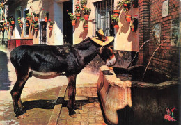 ANIMAUX & FAUNE - Anes - Costa Del Sol - Escena En La Calle - Scène à La Rue - Carte Postale Ancienne - Donkeys