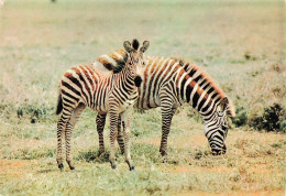 ANIMAUX & FAUNE - Zèbres - Faune Africaine - Zèbres - Deux Zèbres Dans La Nature - Carte Postale Ancienne - Zebras