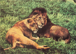 ANIMAUX & FAUNE - Lions  - 1494 - East African Game - Lion And Lioness  - Carte Postale Ancienne - Lions