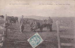 Cantal - Sur La Montagne - La Traite Des Vaches - Other & Unclassified