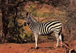 ANIMAUX & FAUNE - Zèbre - Carte Postale - Zebras