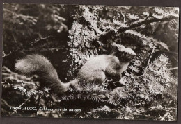 Dwingeloo, Eekhoorn In De Bossen - 1961 - Dwingeloo