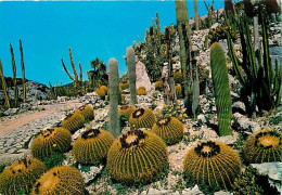 Fleurs - Plantes - Cactus - Cote D'Azur - Eze Village - Végétation Tropicale Et Exotique - Coussin De Belle Mère - CPM - - Cactusses