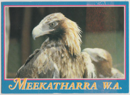 WESTERN AUSTRALIA WA Wedge Tailed Eagle MEEKATHARRA Nucolorvue 11MK002 Postcard C1980s - Otros & Sin Clasificación
