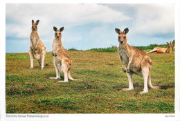 Postcard Australia Kangoroo Family In Nature - Autres & Non Classés