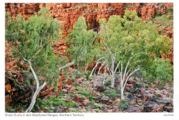 Postcard Australia Northern Territory Ghost Gums In Den MacDonell Ranges - Zonder Classificatie