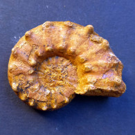 #EUASPIDOCERAS Sp. Ammonite, Jura (Sibirien, Russland) - Fossielen