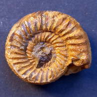 #KATROLICERAS ZITTELI Ammonite, Jura (Madagaskar) - Fossili