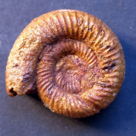 #ORIONOIDES LEHMANI Ammonite, Jura (Madagaskar) - Fossili