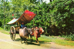 Malaisie : Attelage De Boeufs - Malaysia