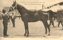 Hippisme * La France Chevaline N°88 1909 * Concours Centrale Hippique * Cheval GENTLEMAN Bai étalon Normand - Horse Show