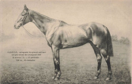 Hippisme * Cheval CLOISTER Vainqueur Steeple Chase Liverpool 1893 * Hippique Horse - Paardensport